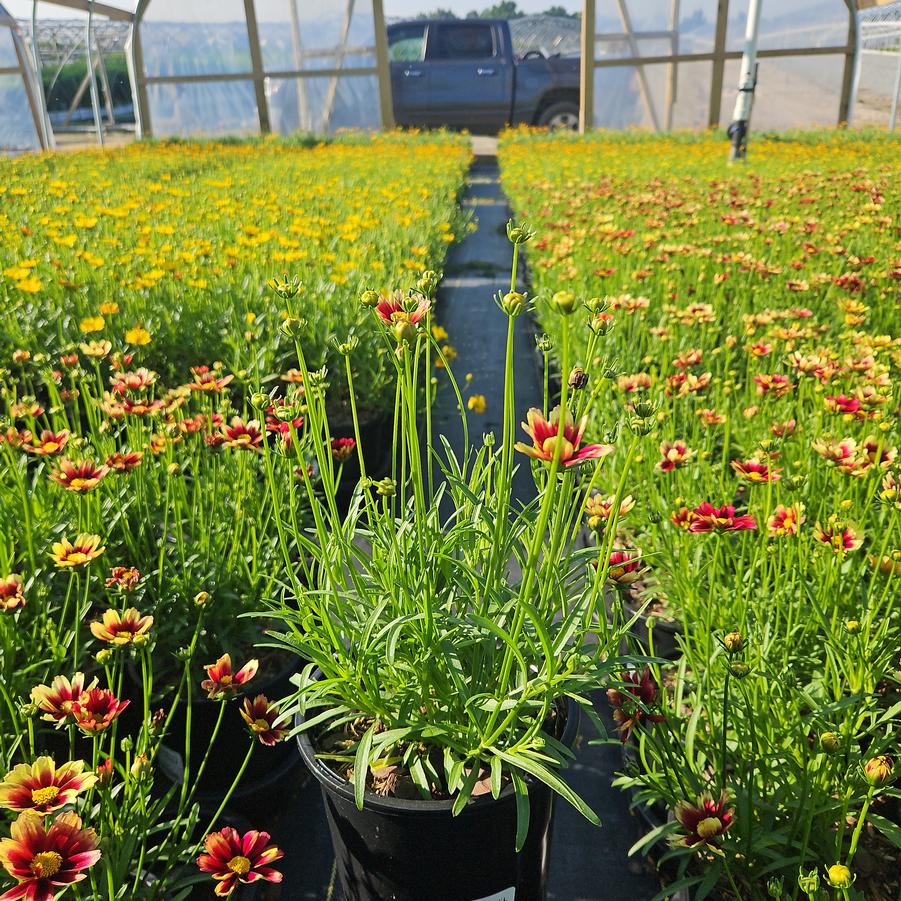 Coreopsis x Li'l Bang™ 'Red Elf'