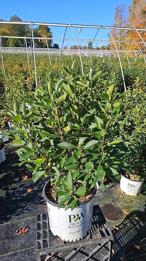Clethra alnifolia Sugartina® Crystalina