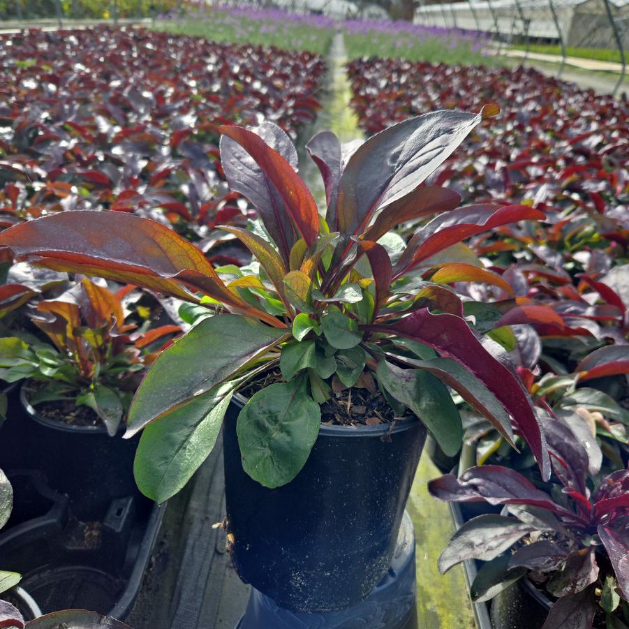 Penstemon x Dark Towers