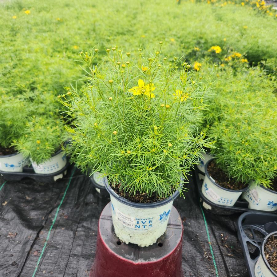 Coreopsis verticillata 