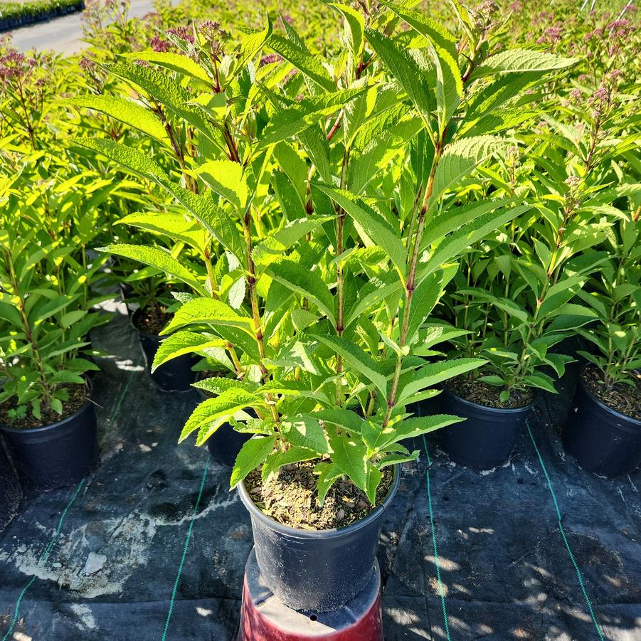 Eupatorium dubium 'Baby Joe'