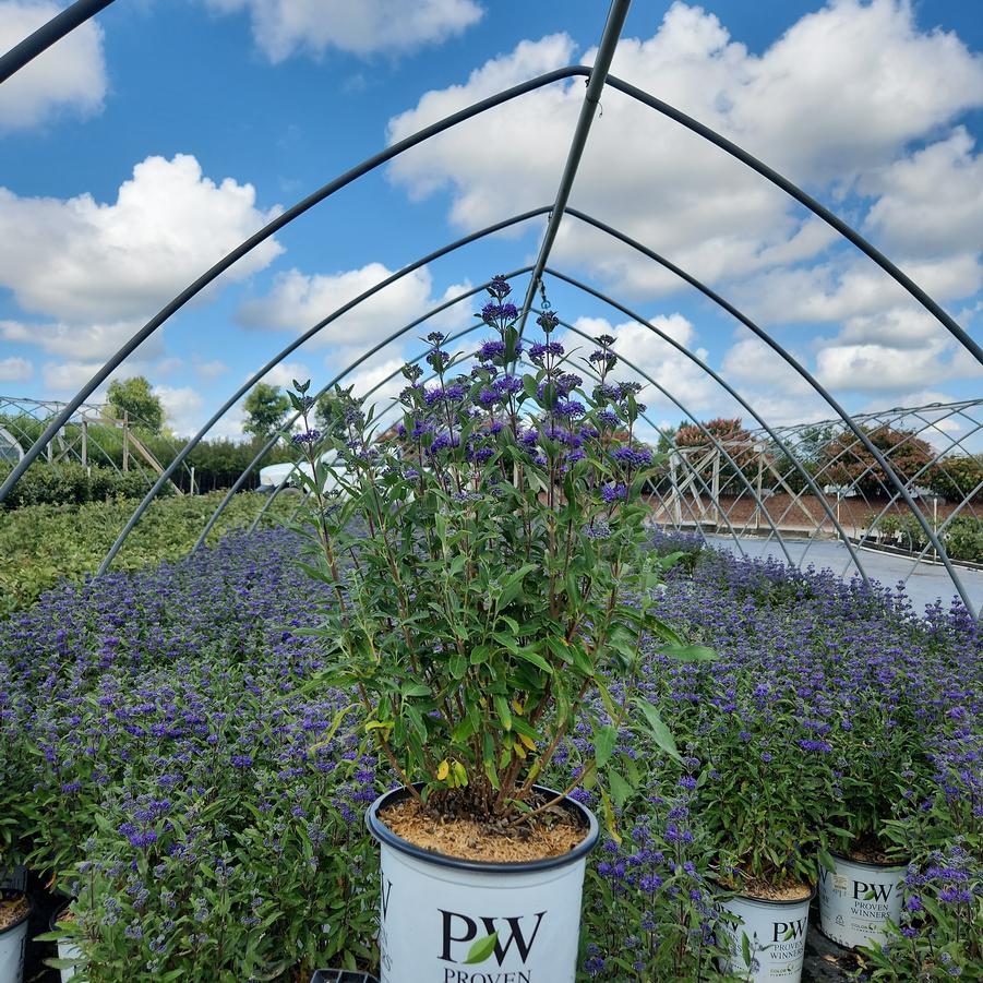 Caryopteris x clandonensis Beyond Midnight®