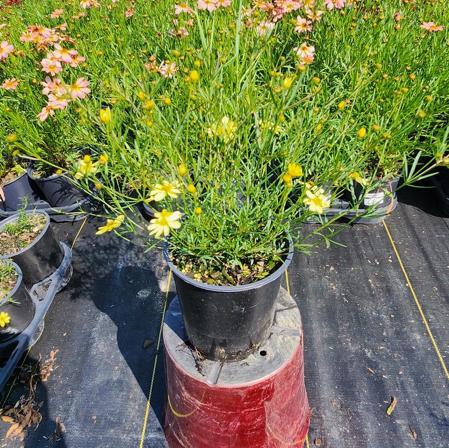 Coreopsis verticillata 'Moonbeam'