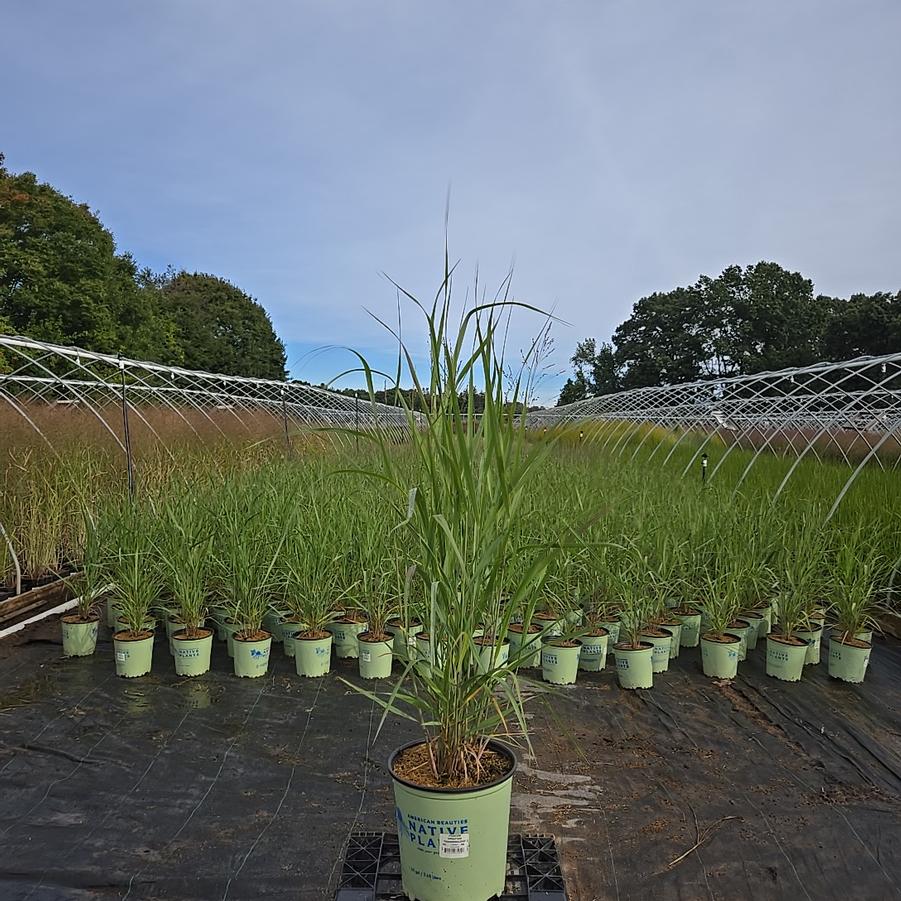 Panicum virgatum Thundercloud