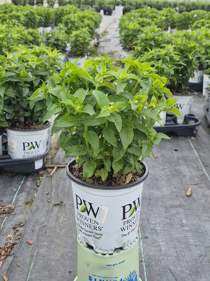 Monarda didyma Pardon My Cerise