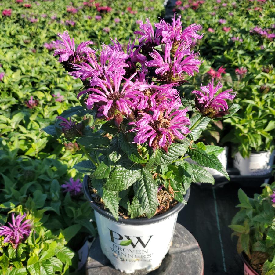 Monarda didyma Pardon My Lavender