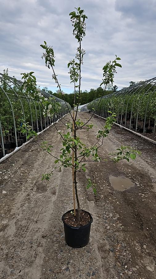 Malus Ginger Gold