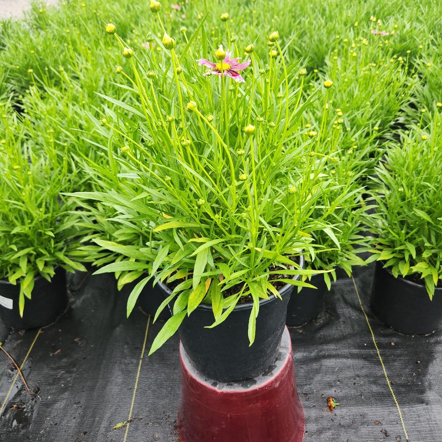 Coreopsis x Li'l Bang™ 'Starstruck'