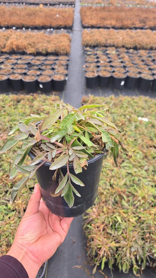 Coreopsis grandiflora 'Early Sunrise'