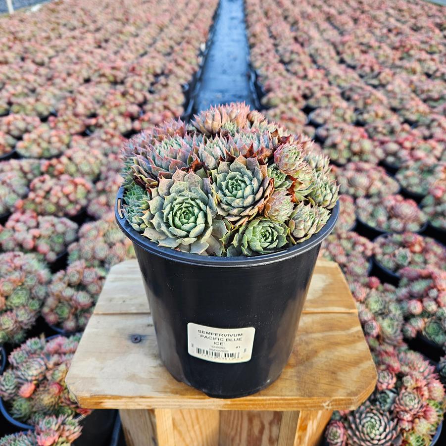 Sempervivum 'Pacific Blue Ice'