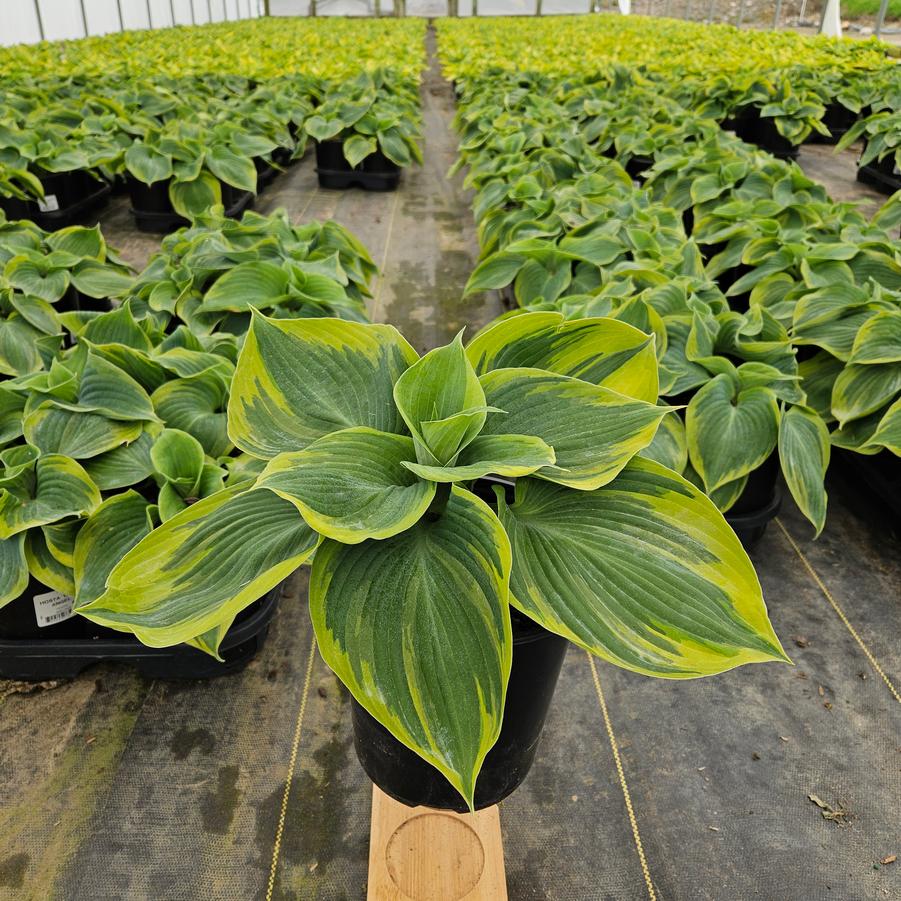 Hosta Earth Angel