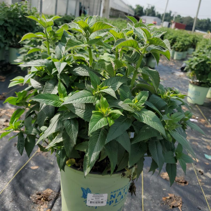 Monarda Raspberry Wine
