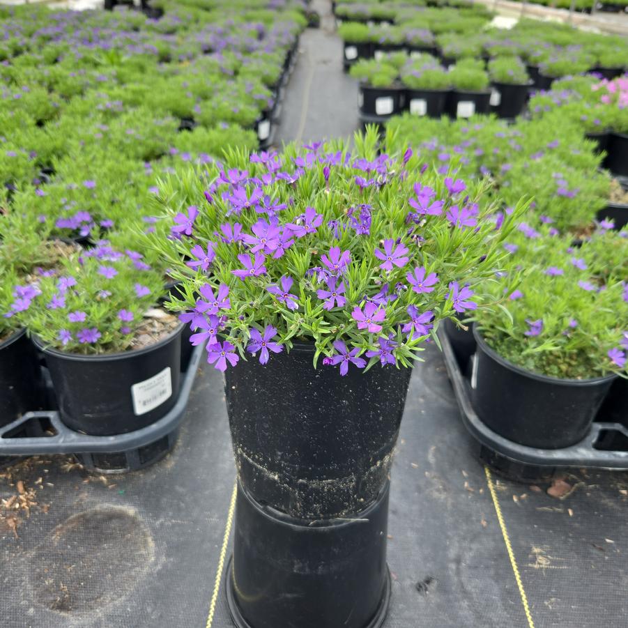 Phlox x 'Violet Pinwheels'