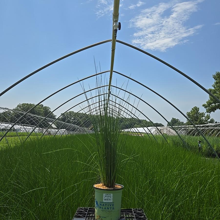 Juncus effusus 