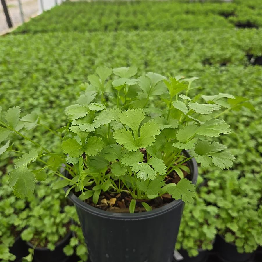 Coriandrum sativum 