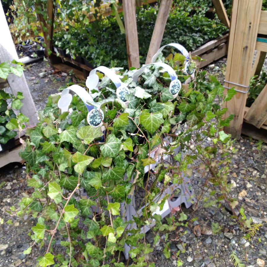 Hedera helix Baltica