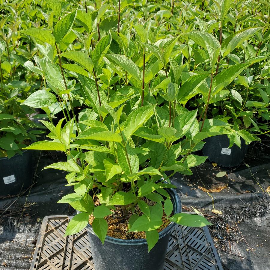 Cornus sericea 'Baileyi'