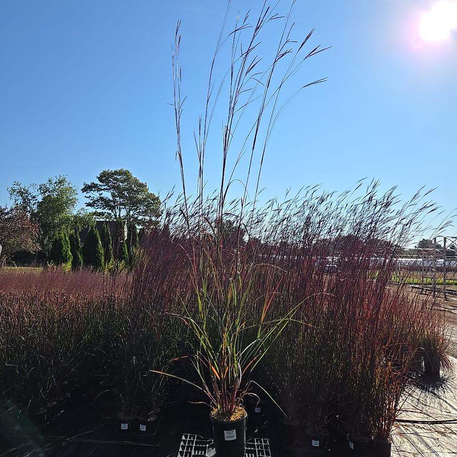 Andropogon gerardii 'Red October'