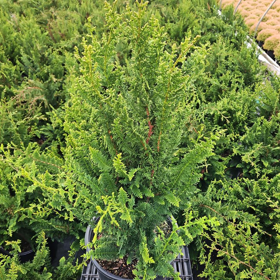 Chamaecyparis obtusa Filicoides Compacta