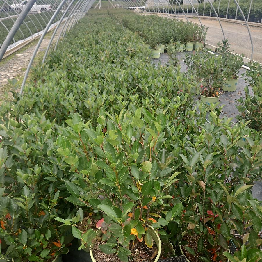 Aronia melanocarpa Iroquois Beauty™
