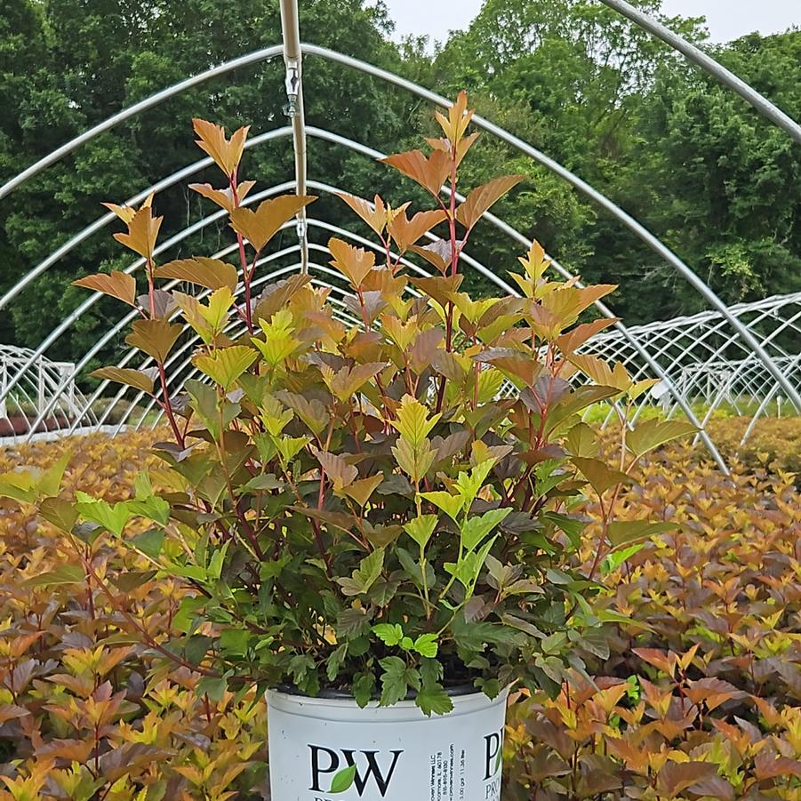 Physocarpus opulifolius Ginger Wine®