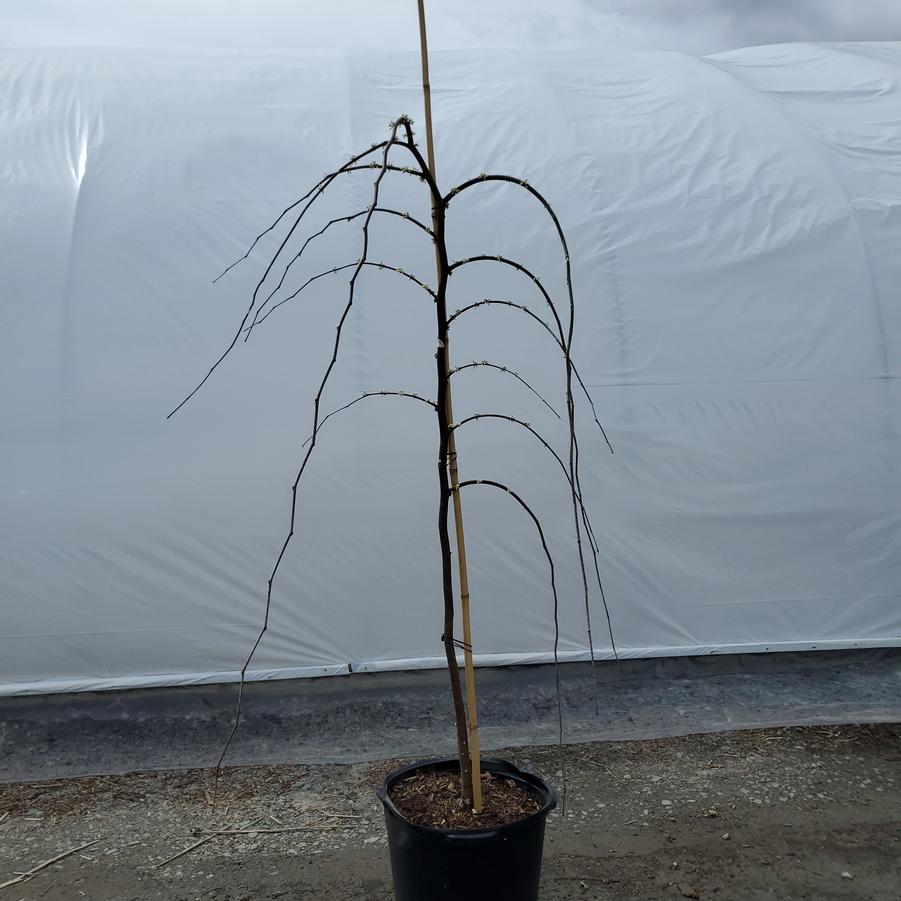 Cercis canadensis 'Vanilla Twist'