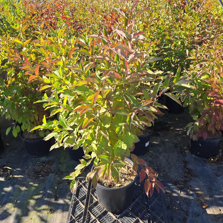Cornus racemosa 