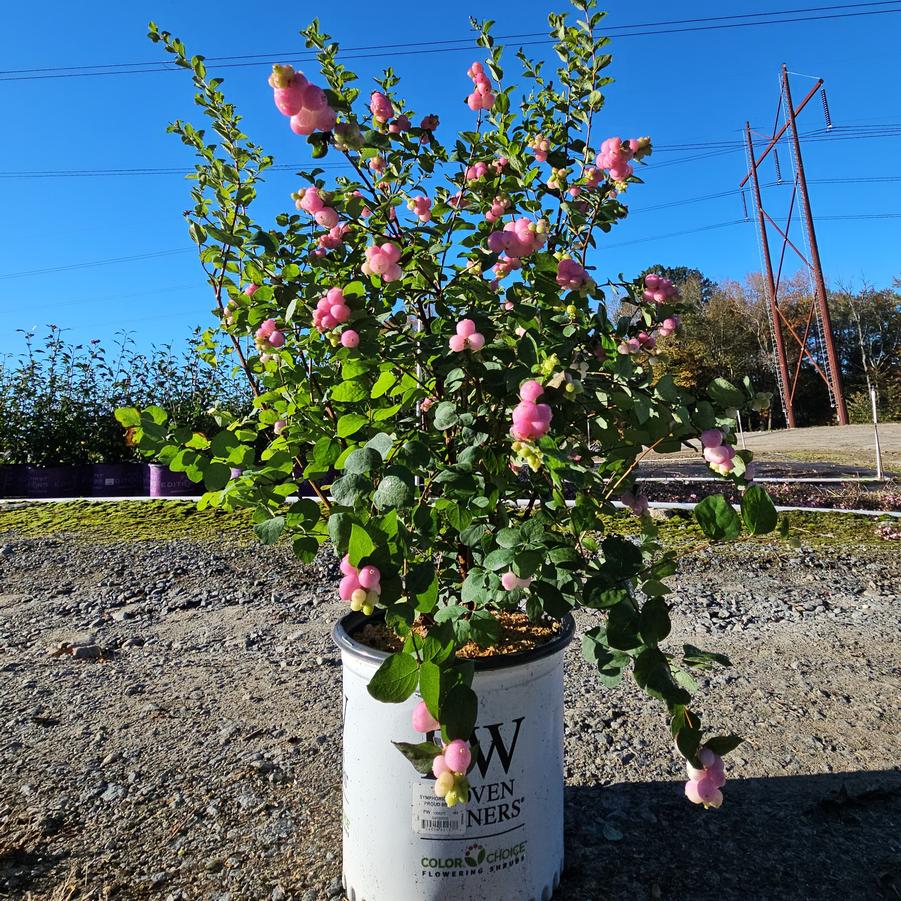 Symphoricarpos x Proud Berry®