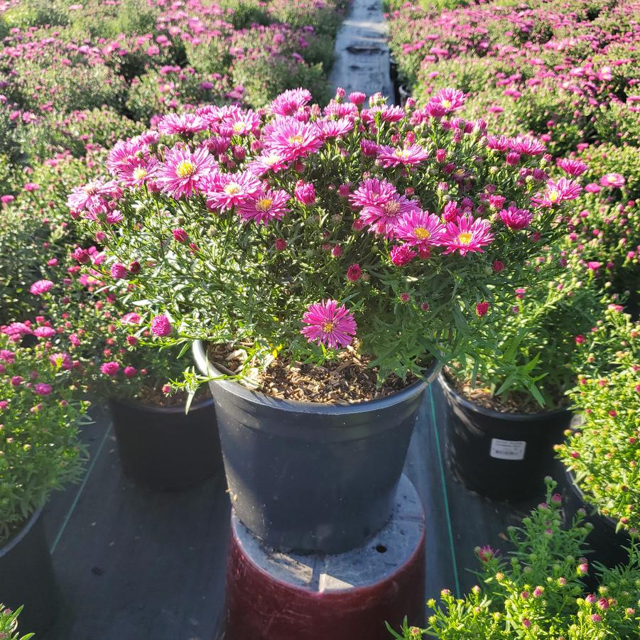 Aster novae-angliae Kickin® Carmine Red