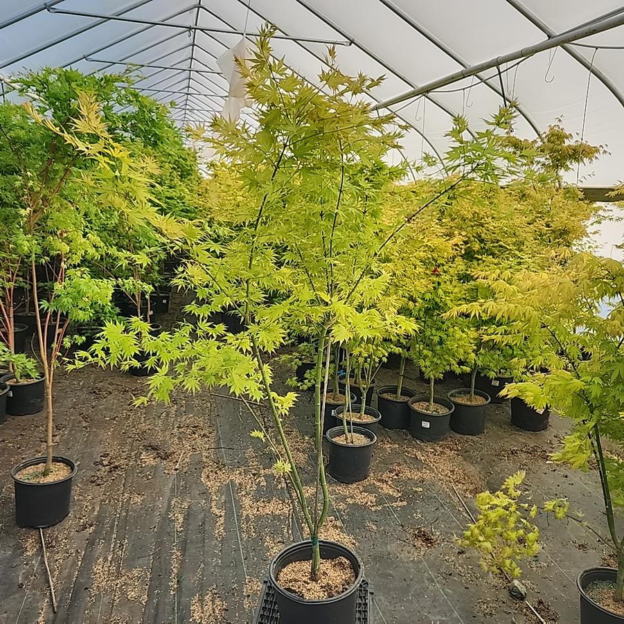 Acer palmatum 'Orange Dream'