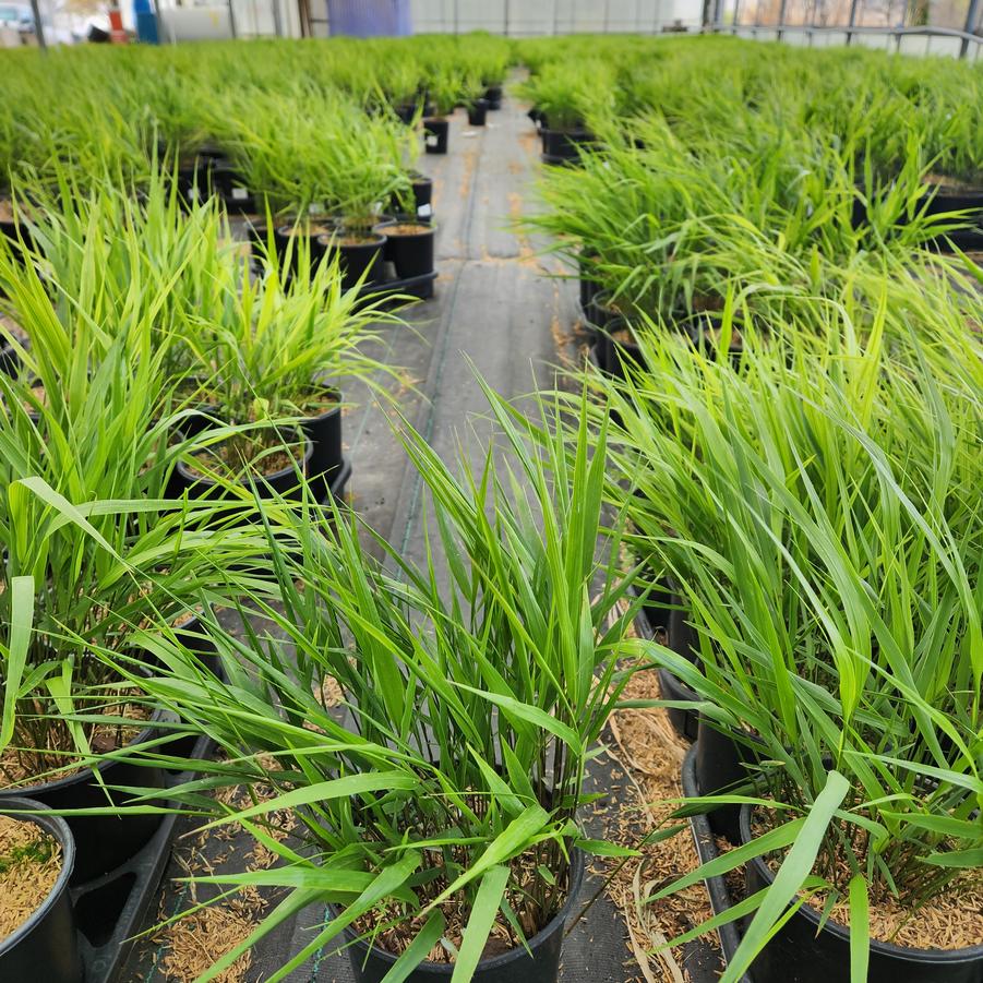 Hakonechloa macra 