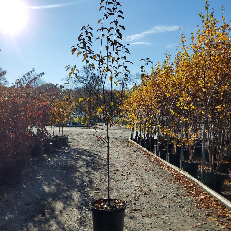 Malus Red Splendor