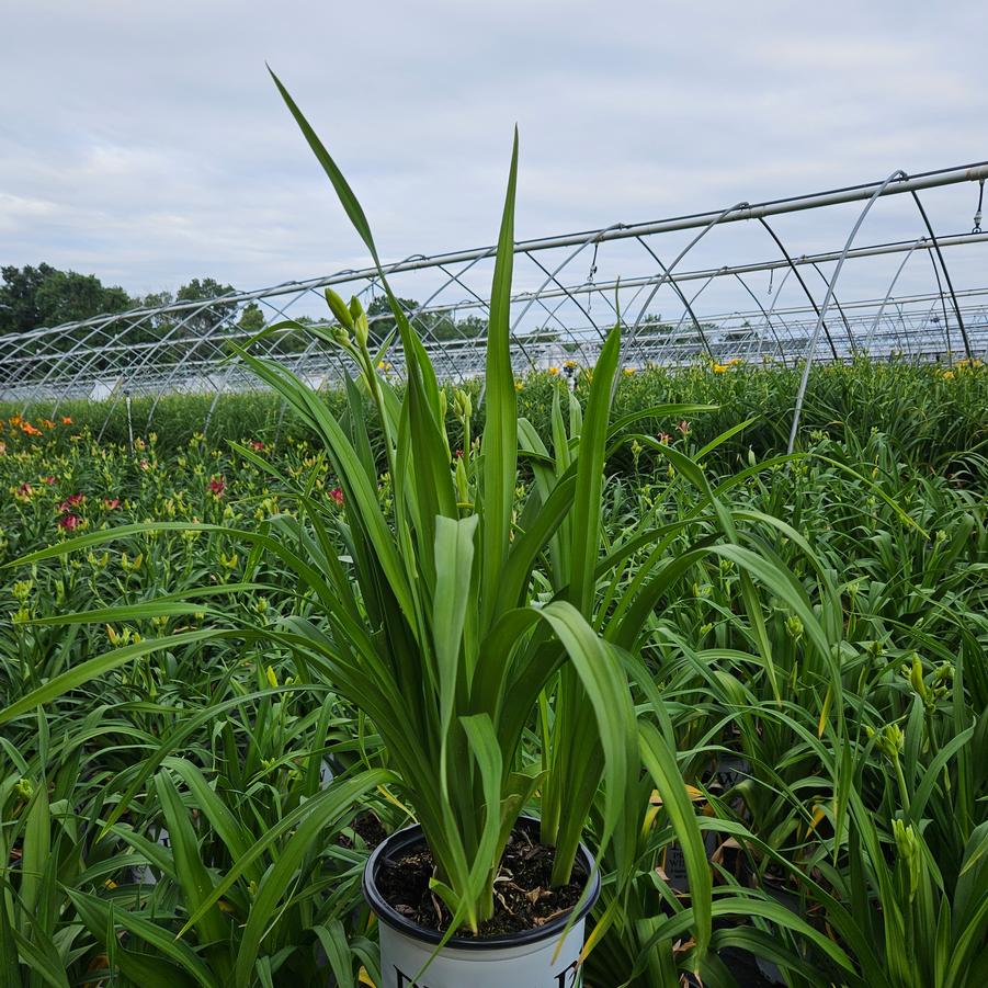 Hemerocallis hybrid Rainbow Rhythm® Tiger Swirl
