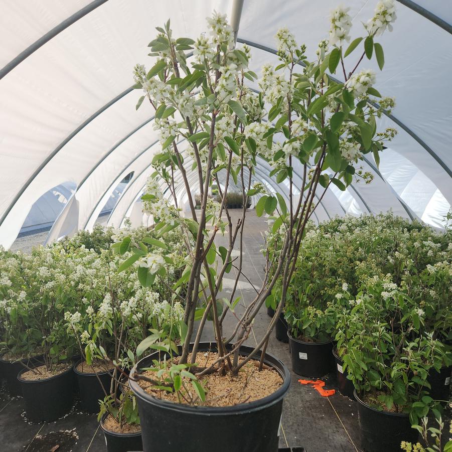 Amelanchier alnifolia 'Regent'