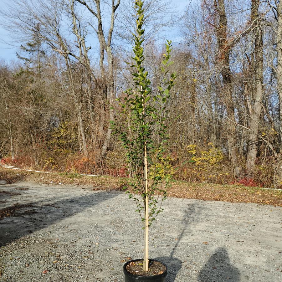 Carpinus betulus Fastigiata