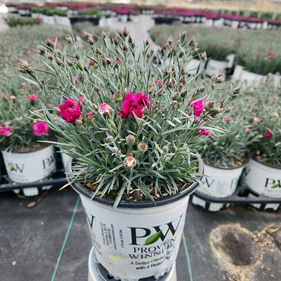 Dianthus hybrid Fruit Punch® 'Spiked Punch'