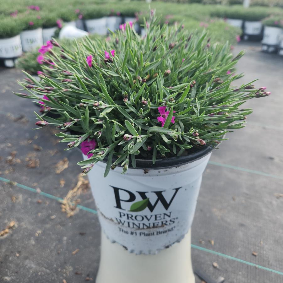 Dianthus hybrid Paint the Town Fuchsia