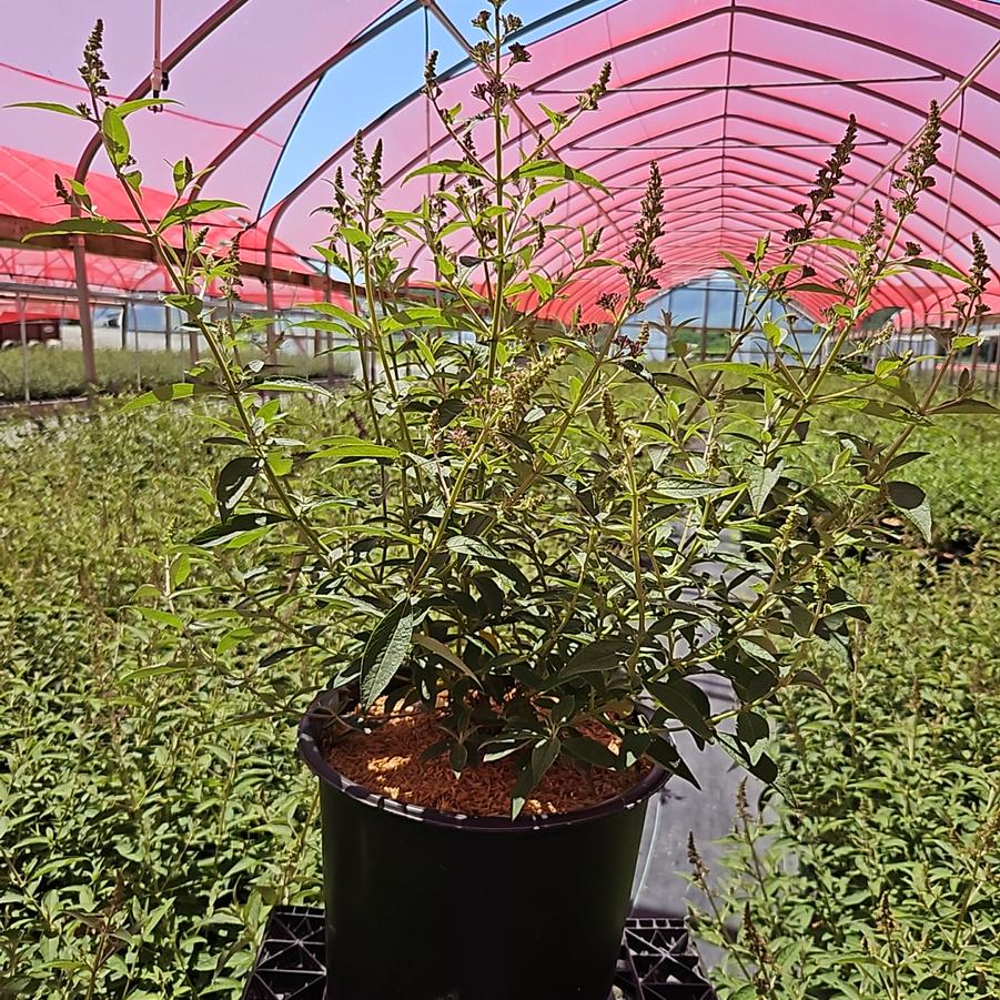 Buddleia davidii Monarch® 'Dark Dynasty'