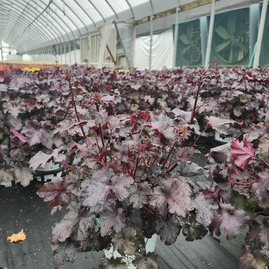 Heuchera hybrid Primo® Black Pearl