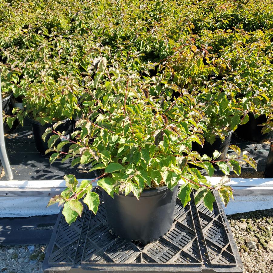 Cornus sanguinea 'Midwinter Fire'