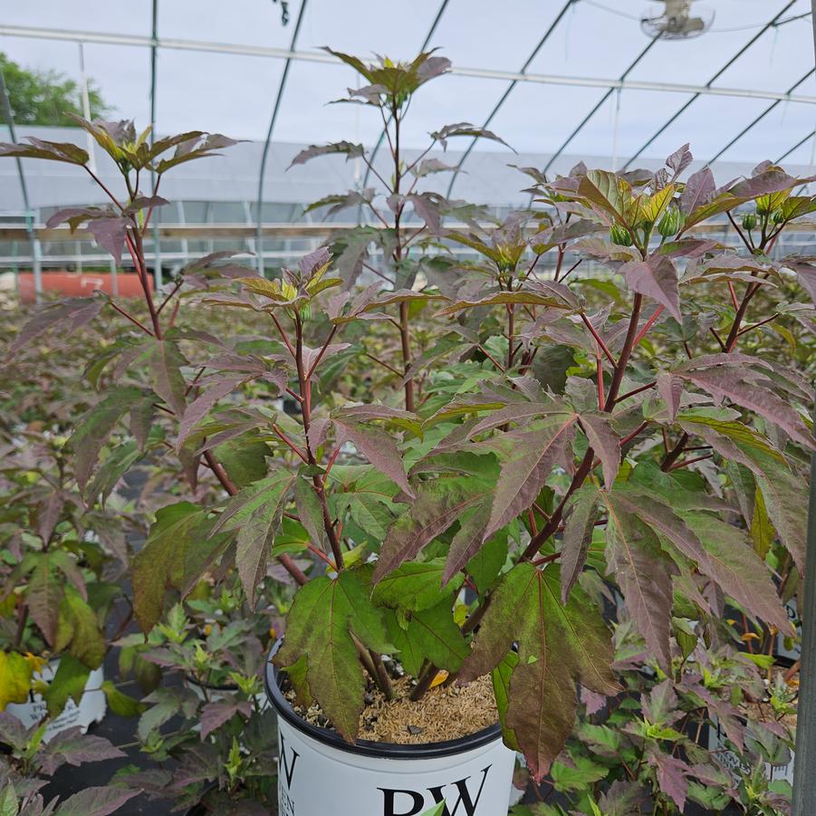 Hibiscus x Summerific® Berry Awesome