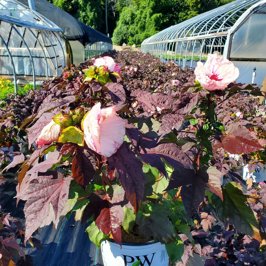 Hibiscus x Summerific® Perfect Storm