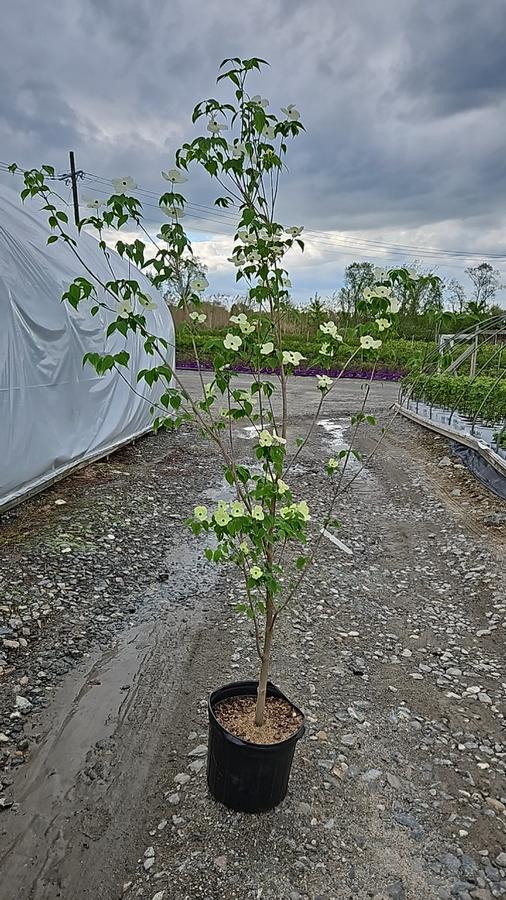 Cornus X Celestial®