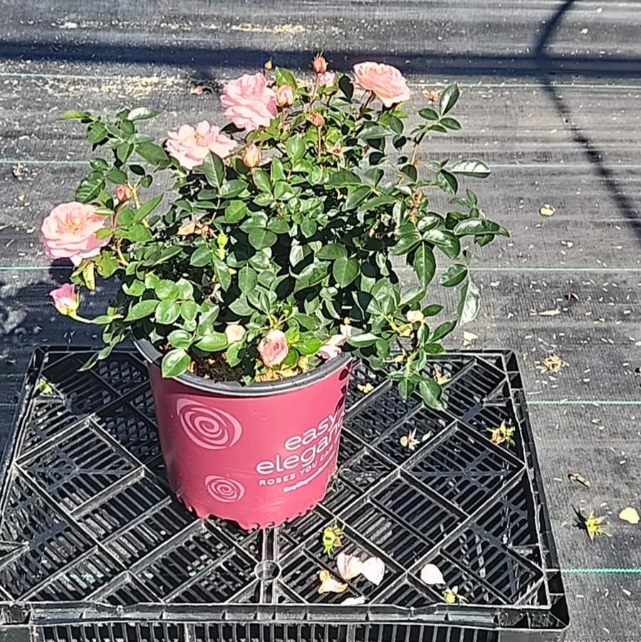 Rosa Easy Elegance® Calypso