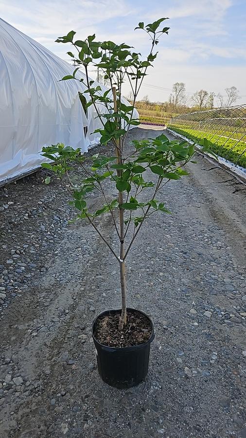 Cornus x Venus®