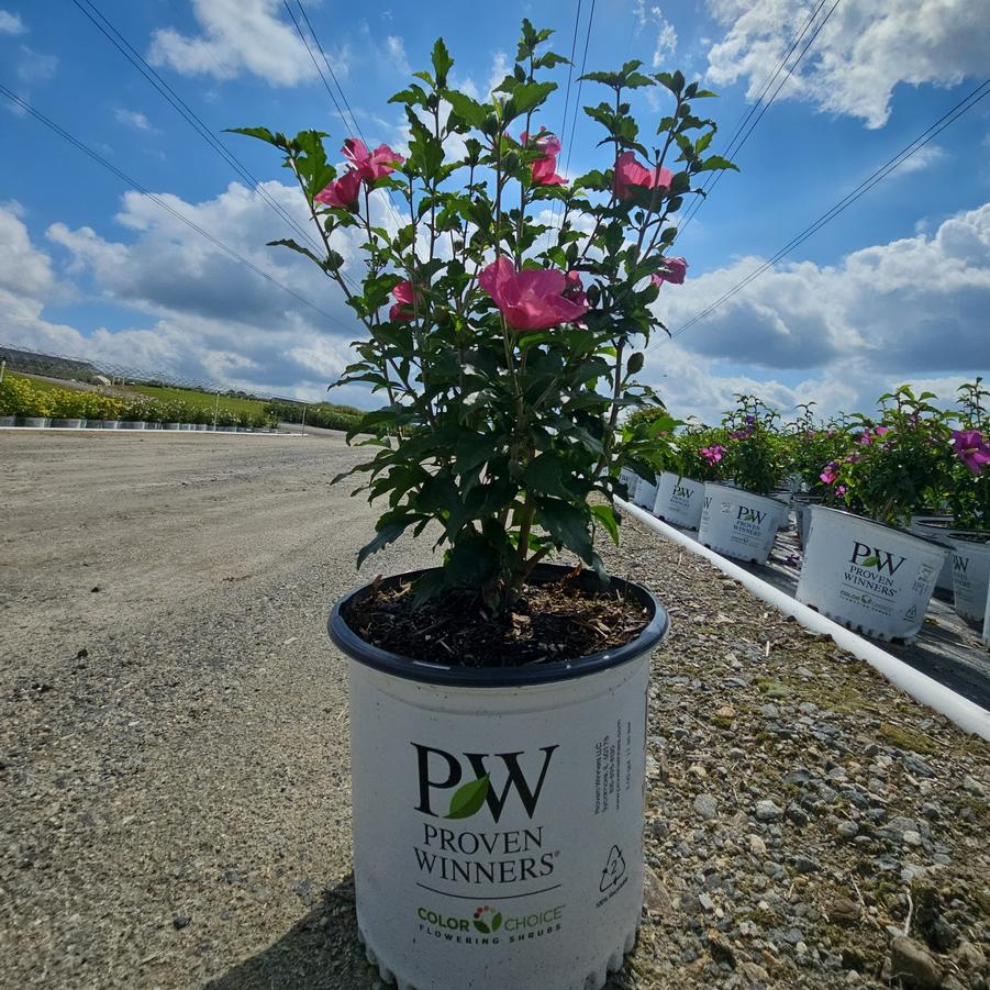 Hibiscus syriacus Lil' Kim® Red