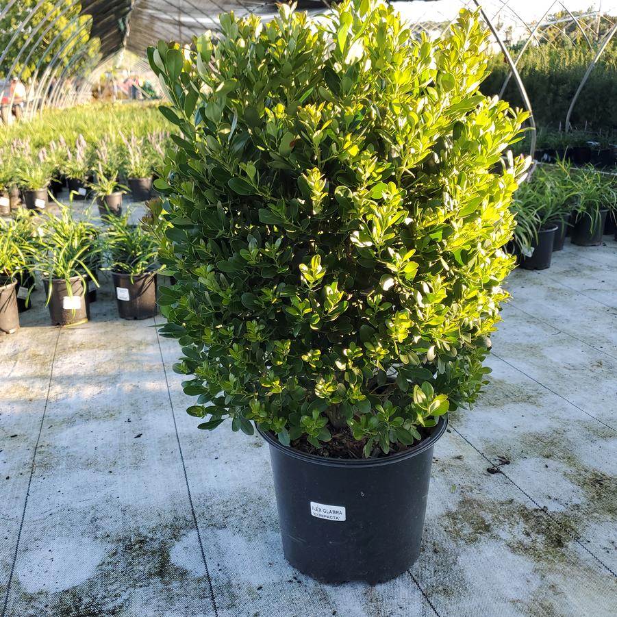 Ilex glabra 'Compacta'