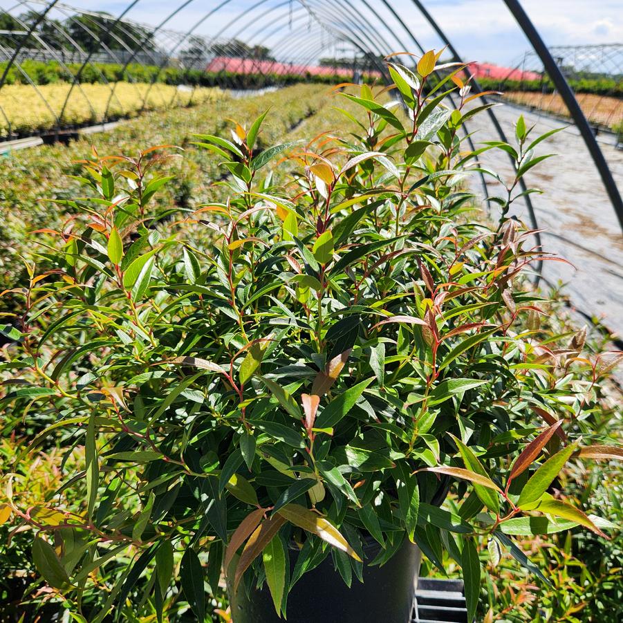 Leucothoe keiskei Leafscape™ Burning Love