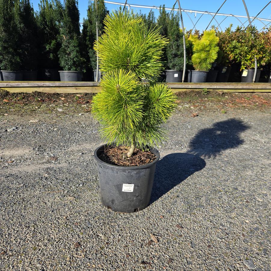 Pinus thunbergii Thunderhead