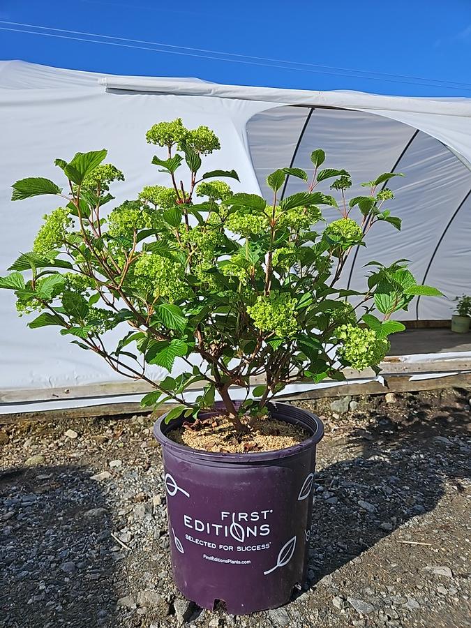Viburnum plicatum Opening Day™